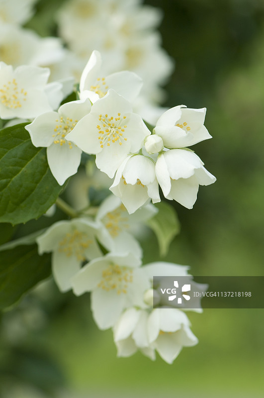 茉莉花图片素材