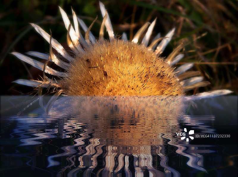 夏日消暑图片素材