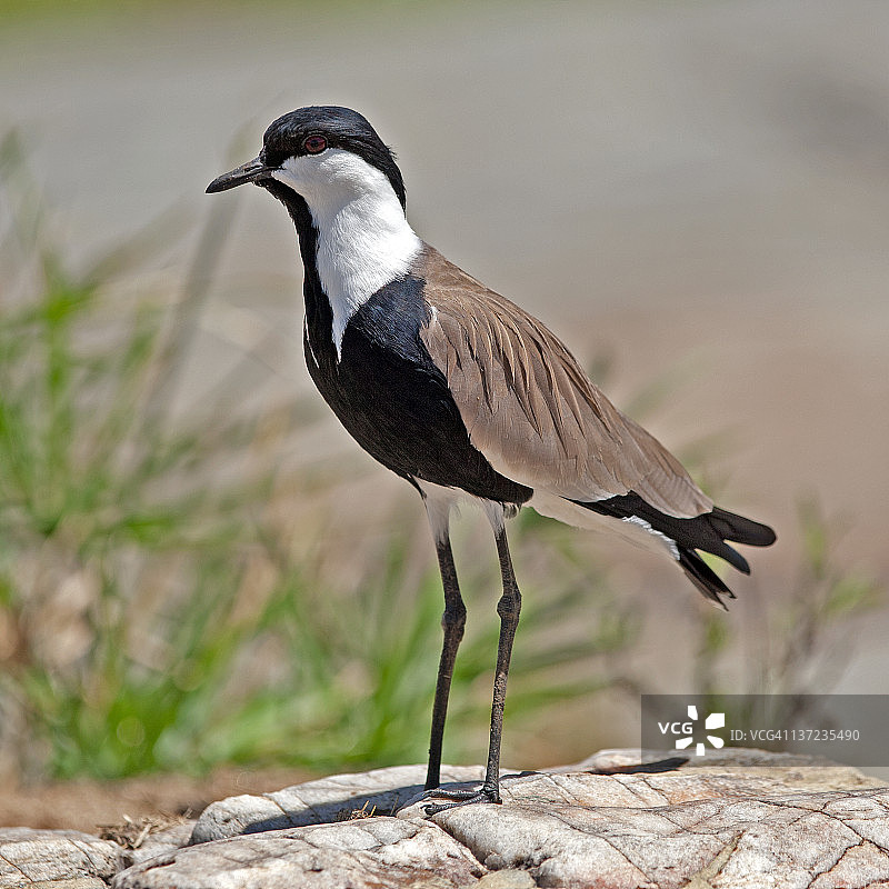 距翅麦鸡图片素材
