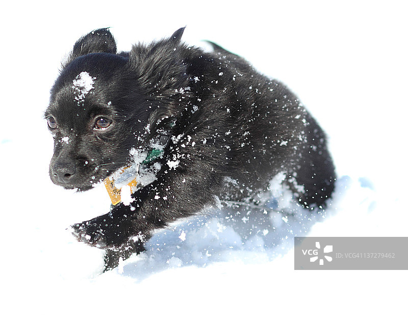 黑色吉娃娃幼犬图片素材