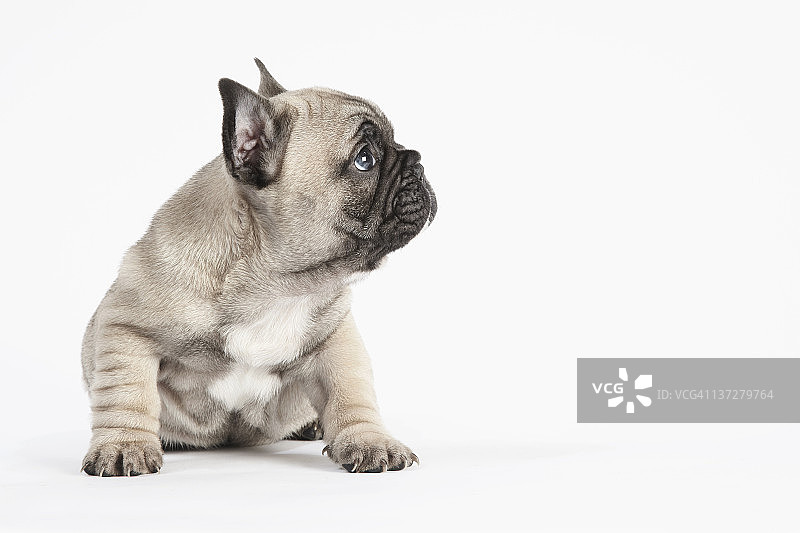 听主人说话的法国斗牛犬幼犬图片素材