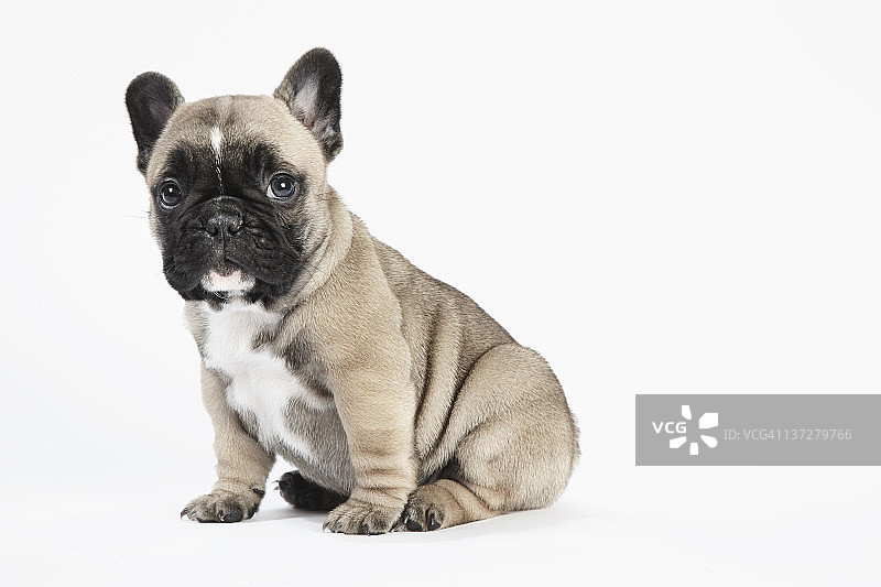 血统纯正的法国斗牛犬幼犬看着镜头图片素材