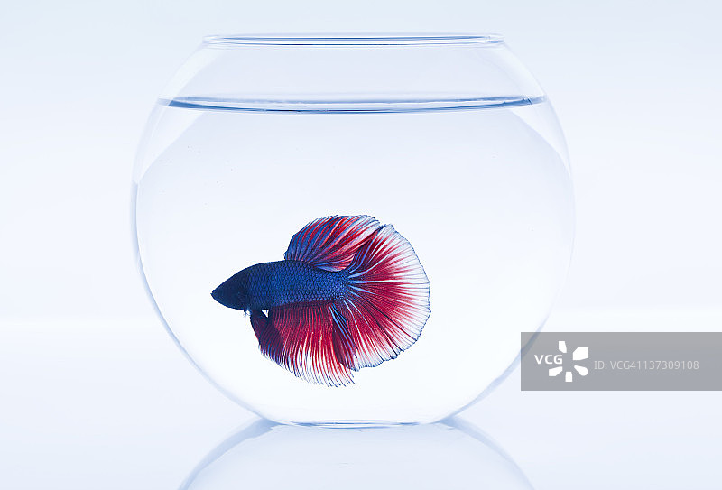 暹罗斗鱼图片素材