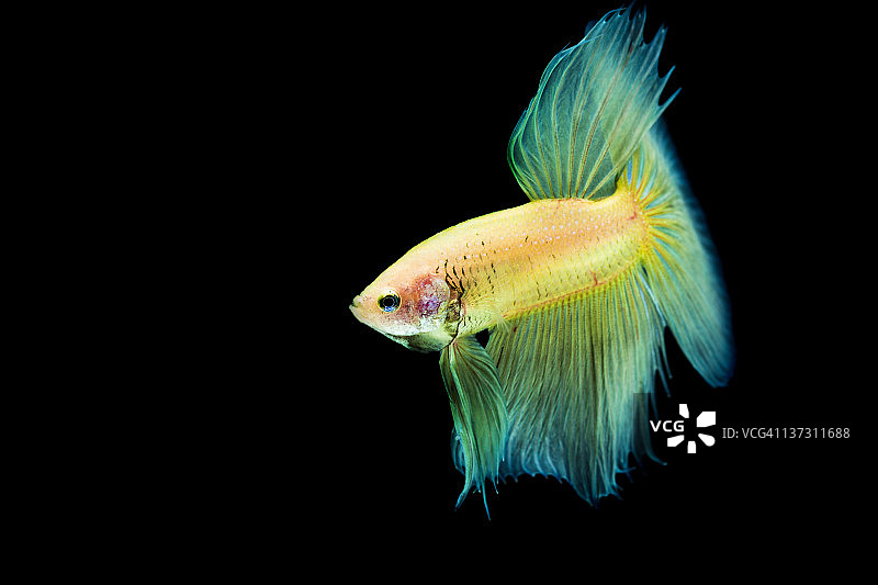 泰斗鱼图片素材