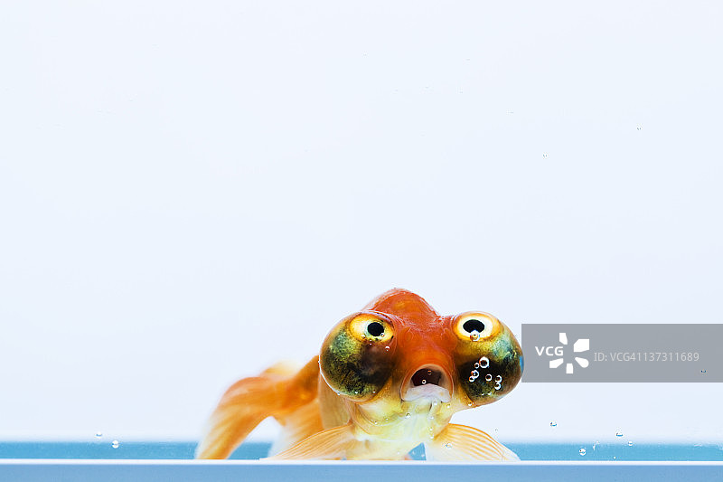 龙睛金鱼图片素材