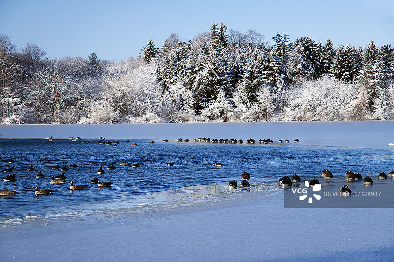 爱心湖鹅图片素材