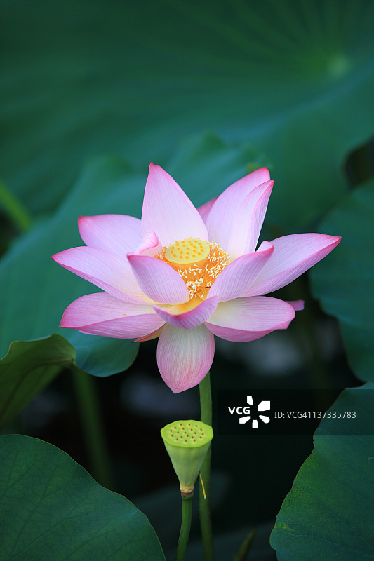 夏季莲花图片素材