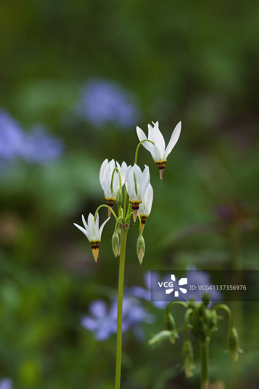 大雾山流星图片素材