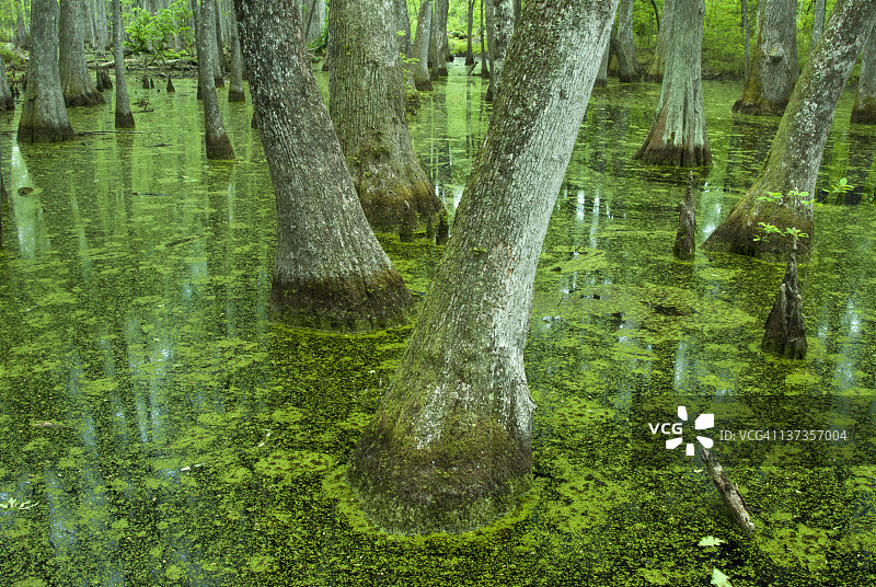 纳奇兹小道赛普拉斯沼泽，密西西比州图片素材