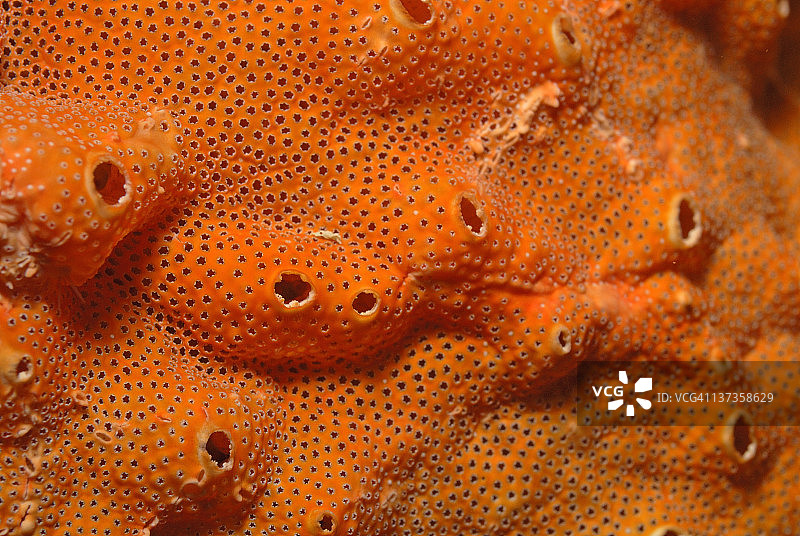 海王星蕾丝穿孔特写图片素材