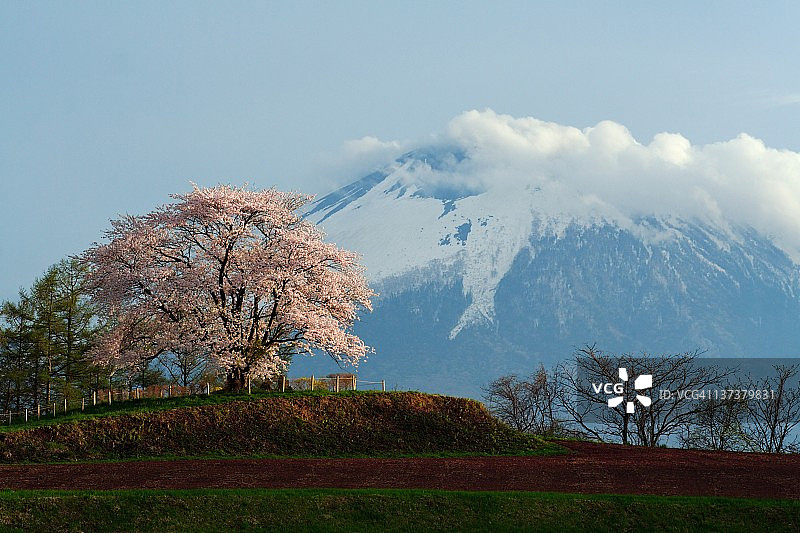 松尾樱花树与岩手山图片素材