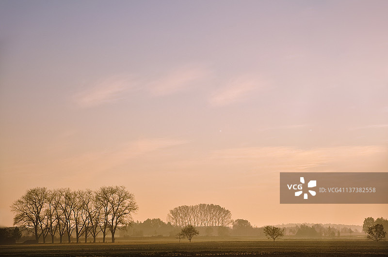 清晨薄雾中的树木图片素材