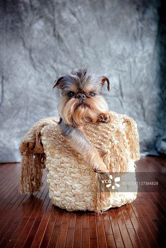 布鲁塞尔格里芬犬肖像图片素材