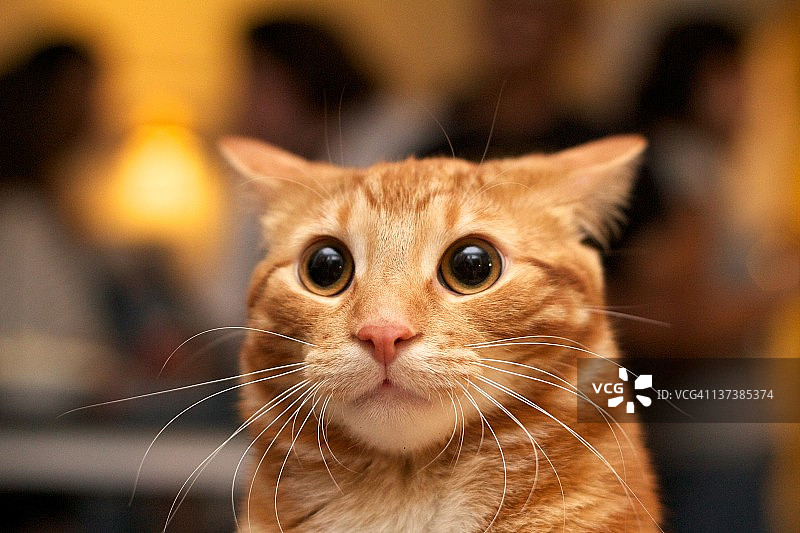 惊讶的猫图片素材