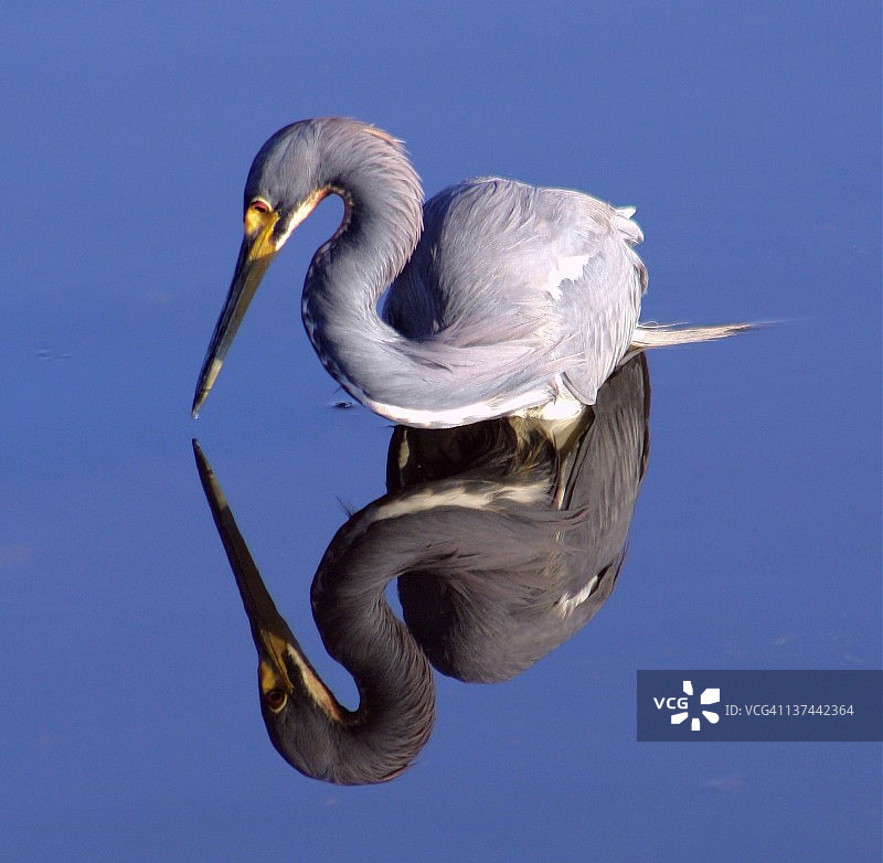 三色鹭图片素材