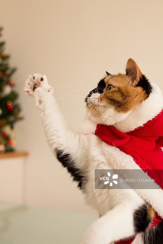 圣诞猫图片素材