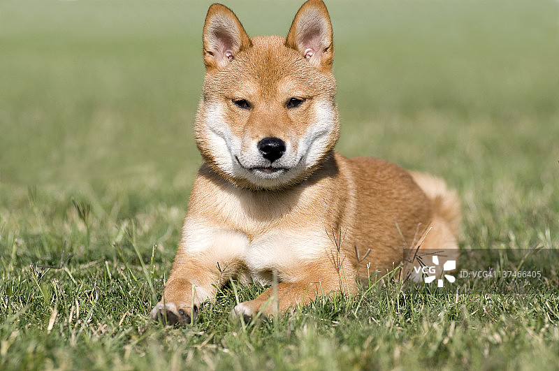 红色柴犬幼犬图片素材