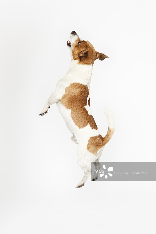 跳跃的杰克罗素梗犬图片素材