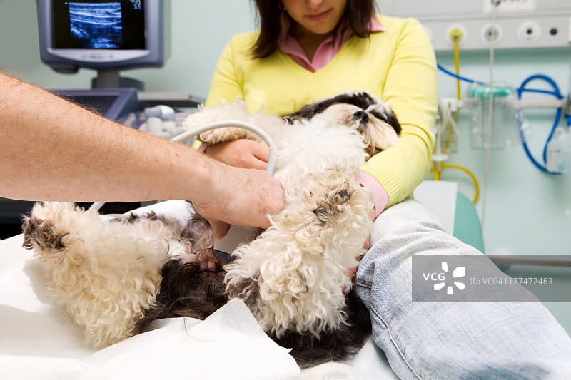 我的狗Choja正在做超声波检查图片素材