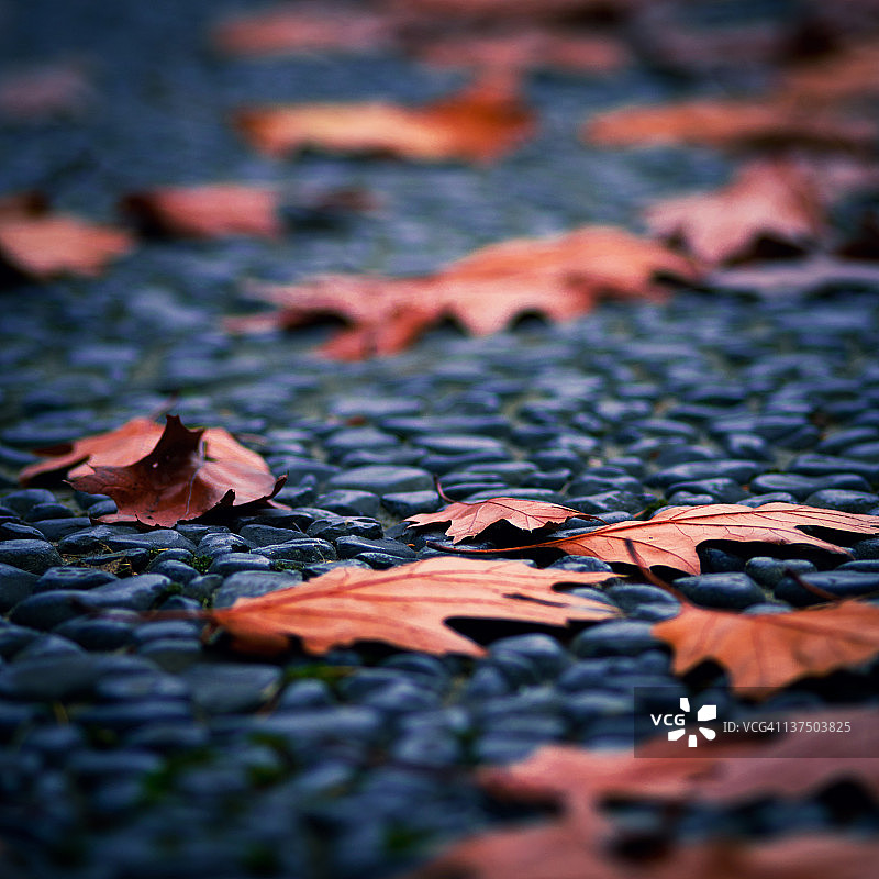 鹅卵石秋景图片素材