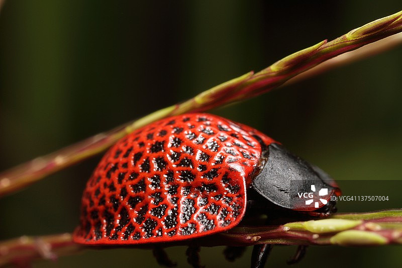 红色龟金花虫图片素材