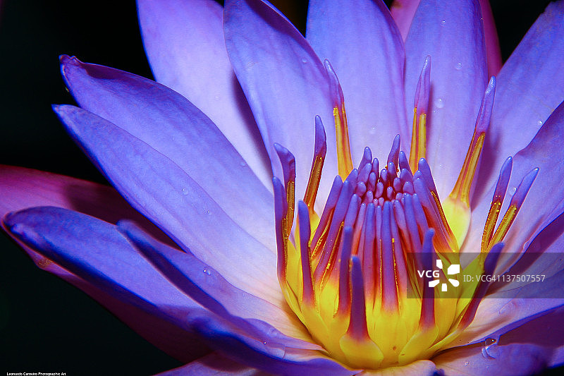 埃及睡莲特写图片素材