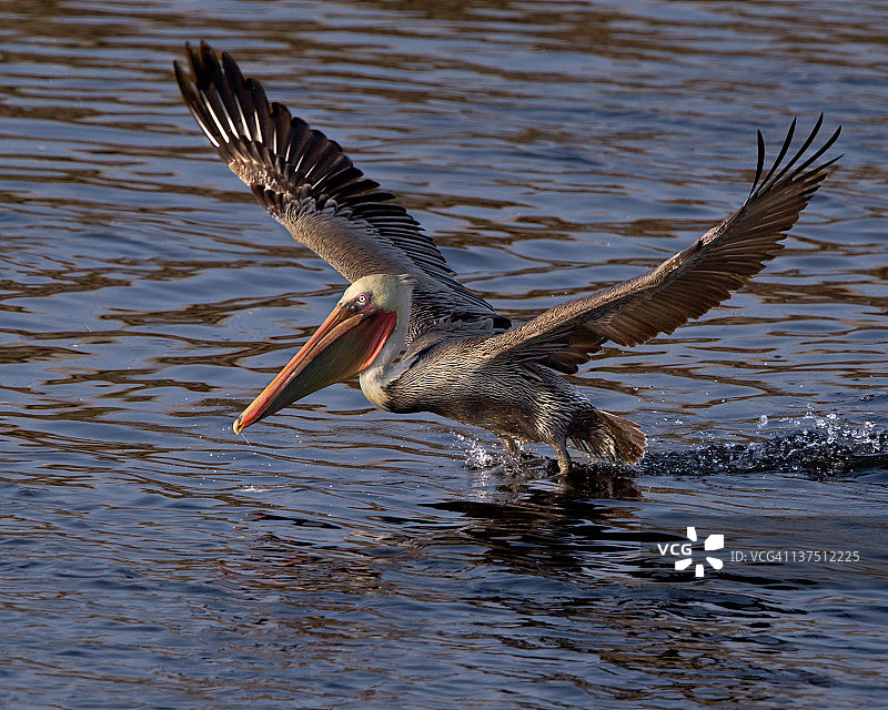 加州褐鹈鹕图片素材