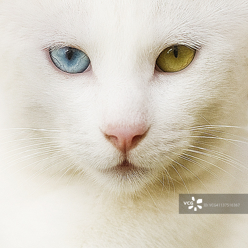 白色猫咪特写图片素材