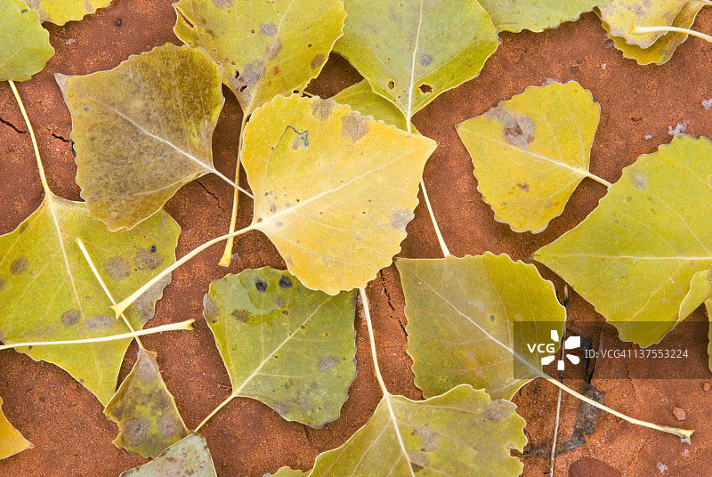 三角叶杨树叶图片素材