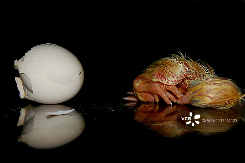 孵化小鸡图片素材