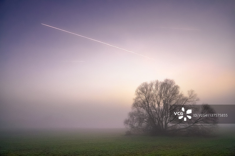 迷雾景观中的树木轮廓图片素材