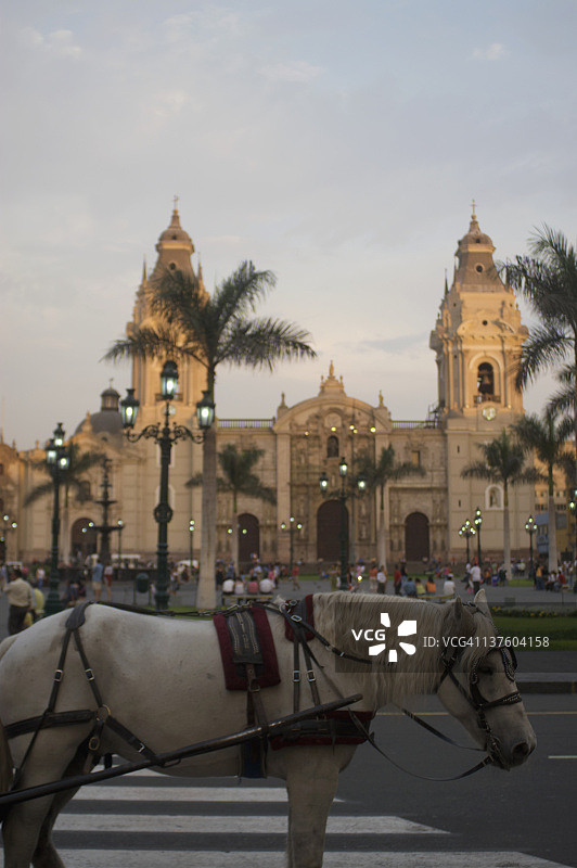 在秘鲁等待的马图片素材
