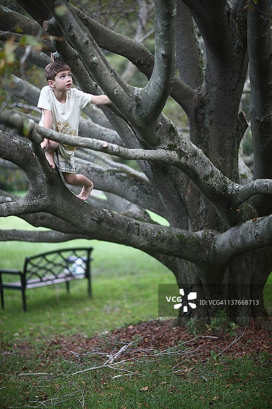 男孩爬树图片素材