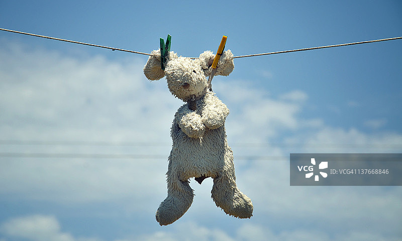 泰迪耷拉着耳朵图片素材