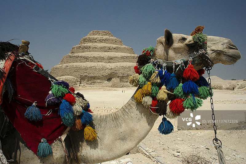金字塔前的骆驼图片素材