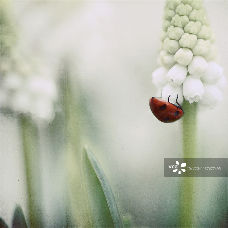 白色花朵上的瓢虫图片素材