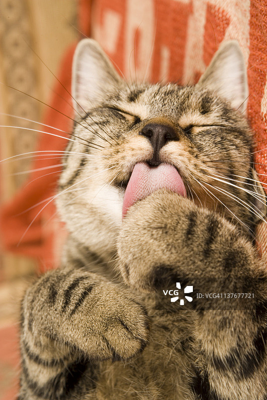 猫咪在沙发上休息图片素材