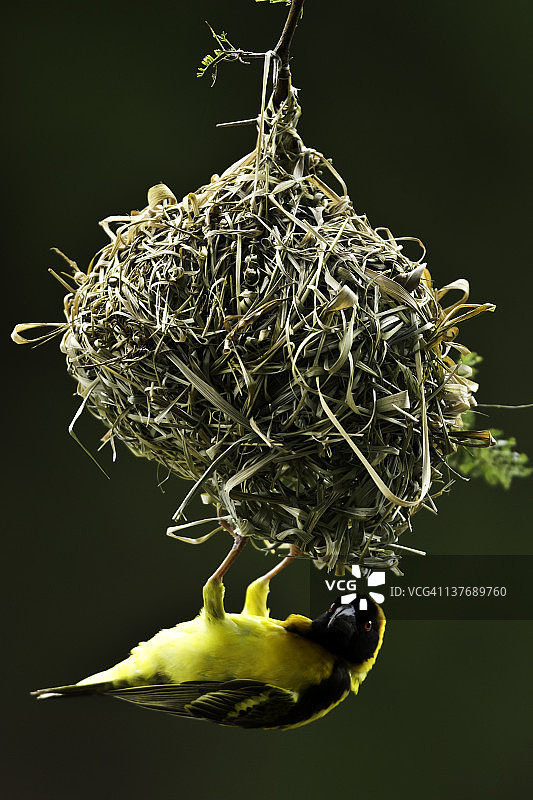 黑头织布鸟筑巢图片素材