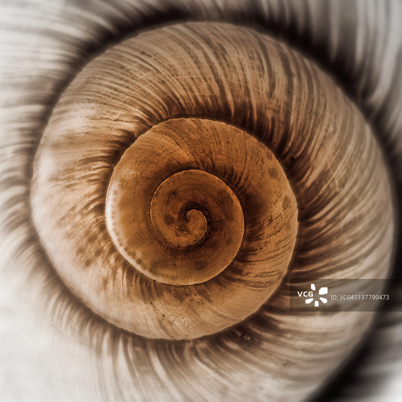 养生——蜗牛壳图片素材