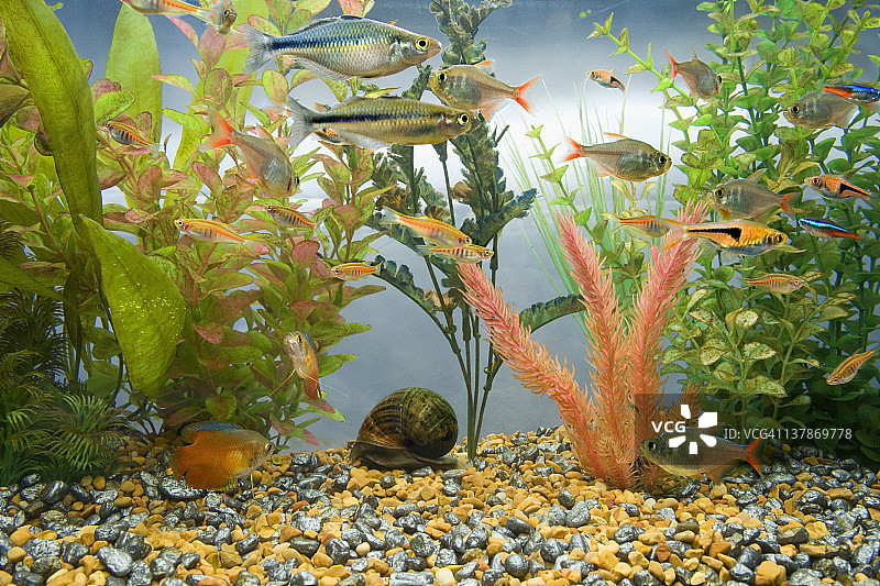 充满彩色热带鱼的水族箱图片素材