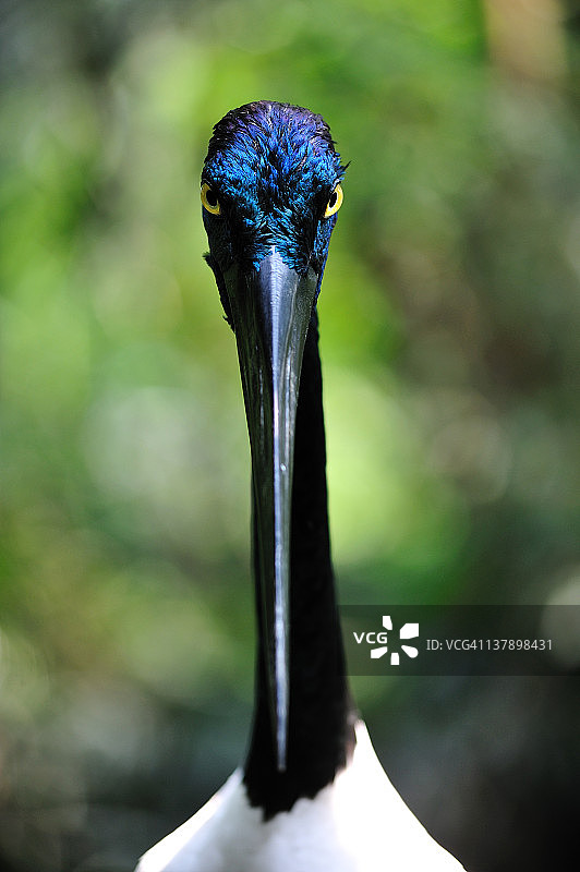 黑颈鹳图片素材