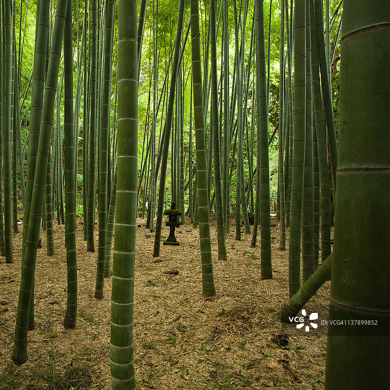 日本巨型竹林与石灯笼图片素材