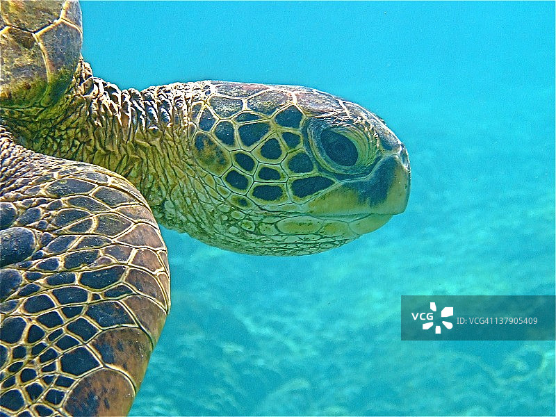 海龟之眼图片素材