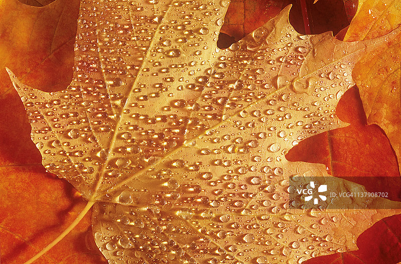 秋天的枫叶图片素材