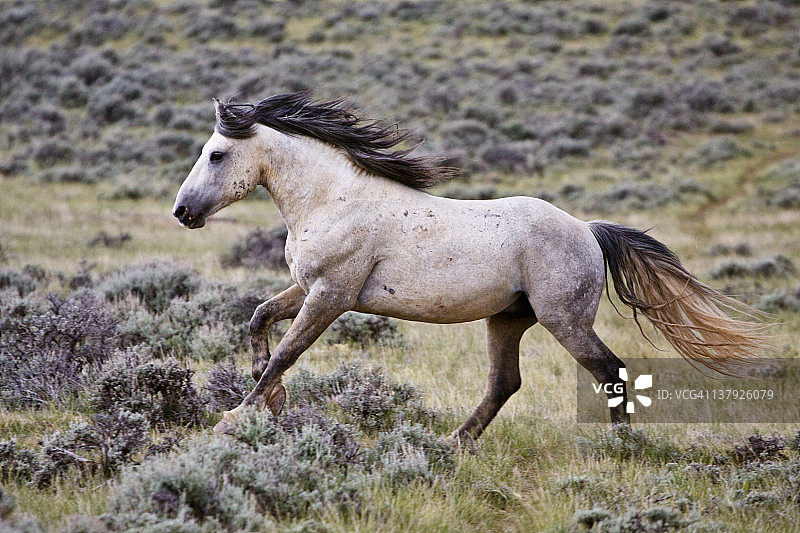 美国怀俄明州科迪市山艾树草原上奔跑的野马图片素材