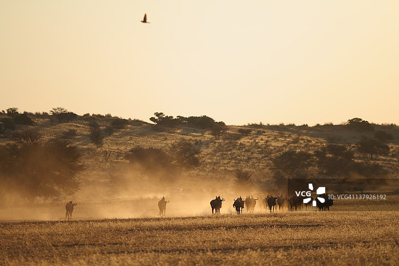 南非卡拉哈迪公园马塔马塔营地外的牛羚图片素材