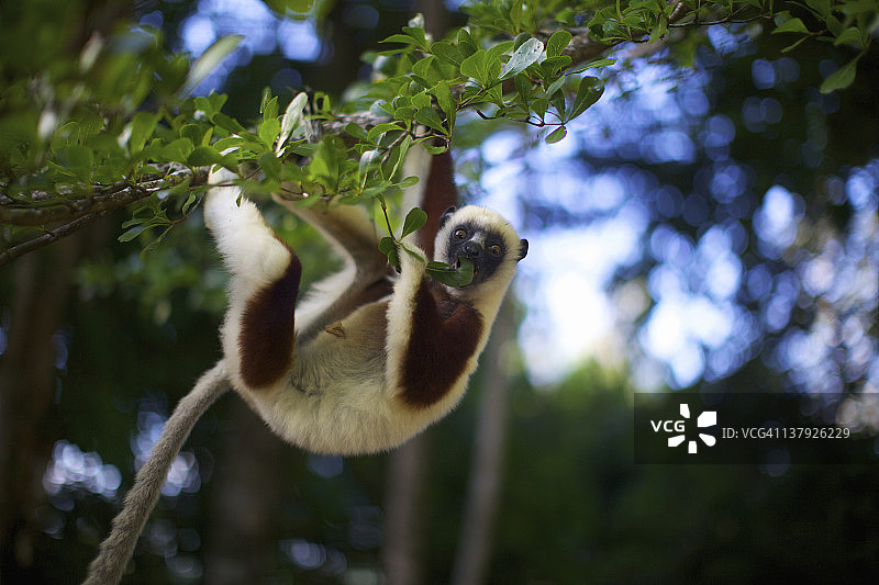 科克雷尔冕狐猴正在吃树叶，马达加斯加棕榈园图片素材