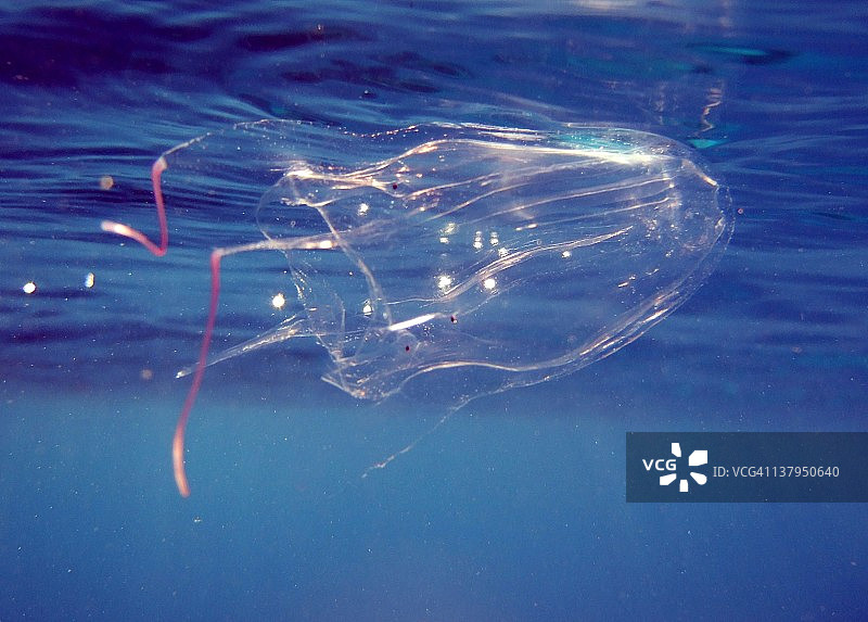 海黄蜂水母图片素材