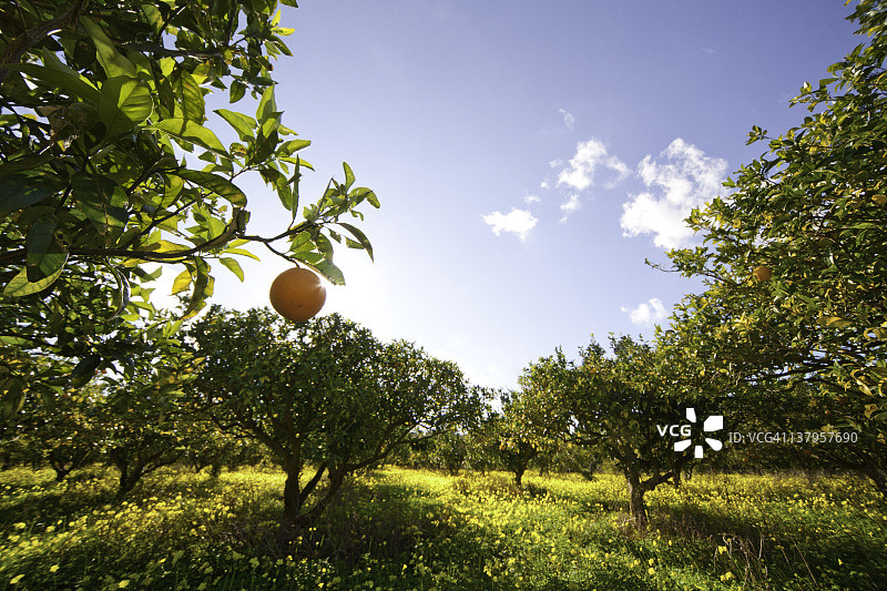 柑橘果园图片素材