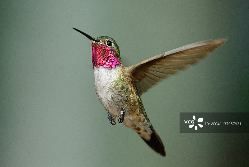 宽尾蜂鸟图片素材
